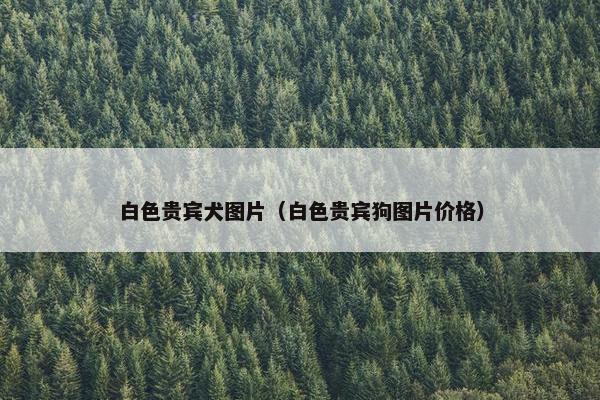 白色贵宾犬图片（白色贵宾狗图片价格）