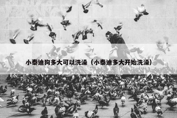 小泰迪狗多大可以洗澡（小泰迪多大开始洗澡）