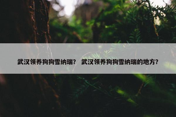 武汉领养狗狗雪纳瑞？ 武汉领养狗狗雪纳瑞的地方？