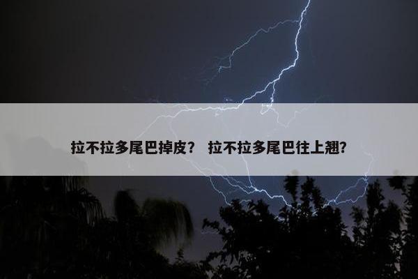 拉不拉多尾巴掉皮？ 拉不拉多尾巴往上翘？