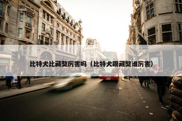 比特犬比藏獒厉害吗（比特犬跟藏獒谁厉害）