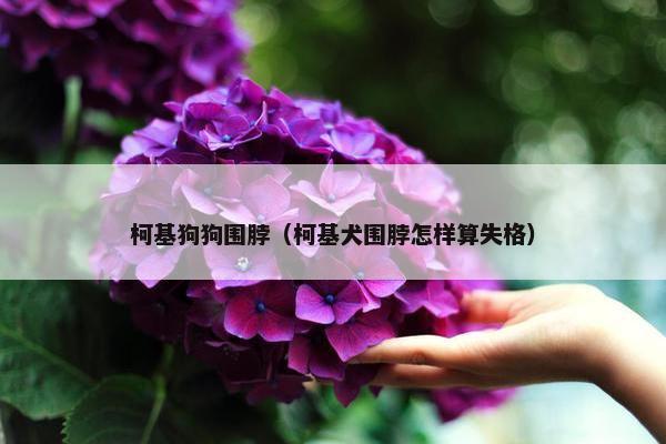 柯基狗狗围脖（柯基犬围脖怎样算失格）