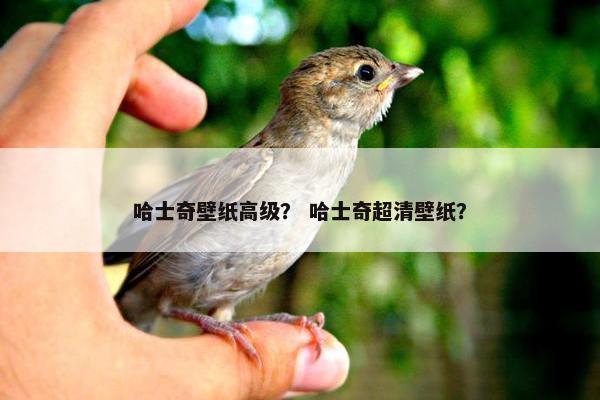 哈士奇壁纸高级？ 哈士奇超清壁纸？