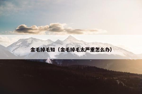 金毛掉毛知（金毛掉毛太严重怎么办）