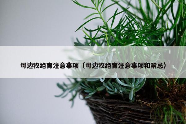 母边牧绝育注意事项（母边牧绝育注意事项和禁忌）