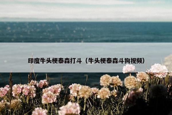印度牛头梗泰森打斗（牛头梗泰森斗狗视频）