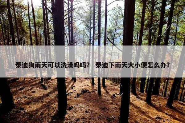 泰迪狗雨天可以洗澡吗吗？ 泰迪下雨天大小便怎么办？