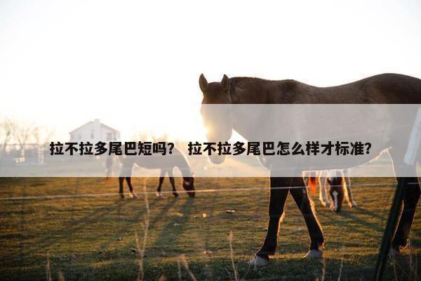 拉不拉多尾巴短吗？ 拉不拉多尾巴怎么样才标准？