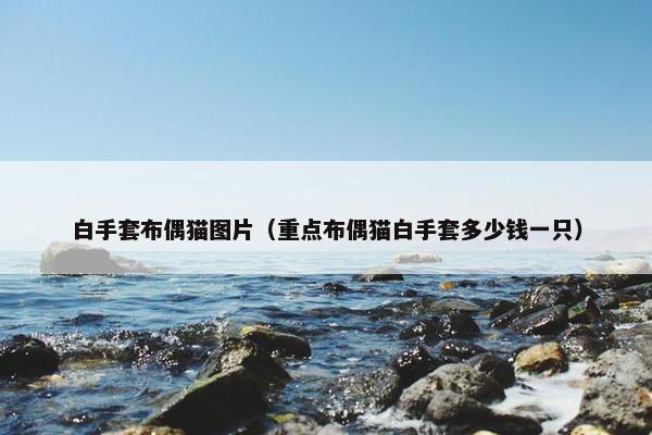 白手套布偶猫图片（重点布偶猫白手套多少钱一只）