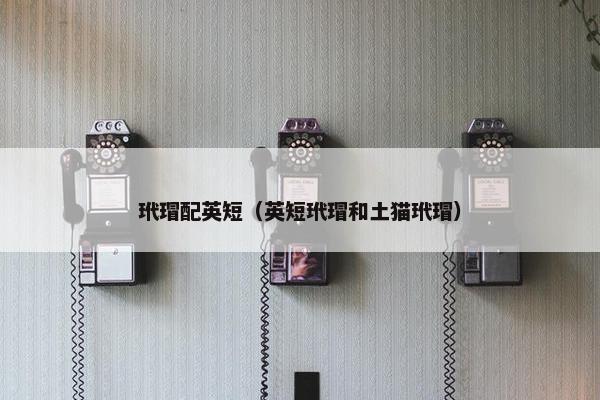 玳瑁配英短（英短玳瑁和土猫玳瑁）
