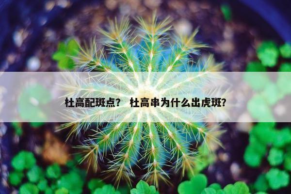 杜高配斑点？ 杜高串为什么出虎斑？