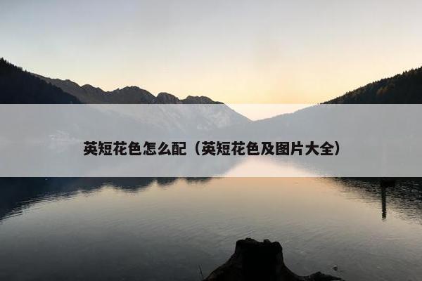 英短花色怎么配（英短花色及图片大全）
