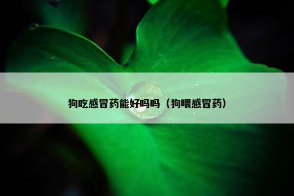 狗吃感冒药能好吗吗（狗喂感冒药）