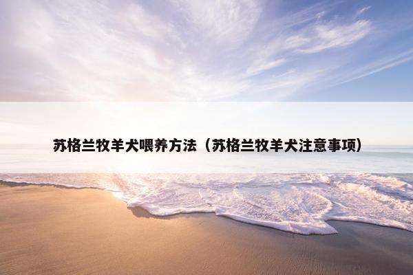 苏格兰牧羊犬喂养方法（苏格兰牧羊犬注意事项）