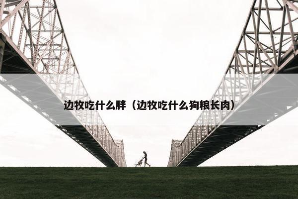 边牧吃什么胖（边牧吃什么狗粮长肉）