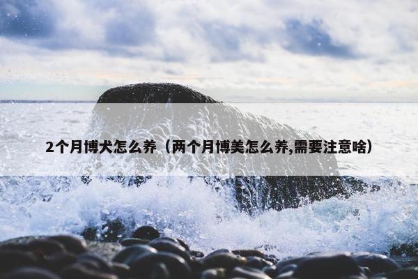 2个月博犬怎么养（两个月博美怎么养,需要注意啥）