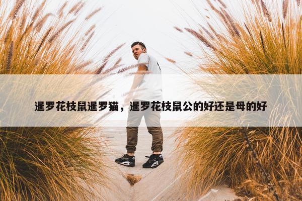 暹罗花枝鼠暹罗猫，暹罗花枝鼠公的好还是母的好