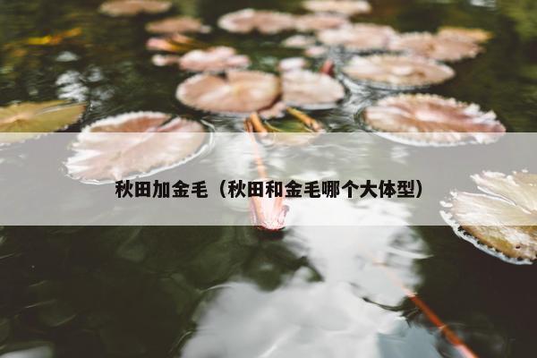 秋田加金毛（秋田和金毛哪个大体型）