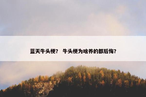 蓝天牛头梗？ 牛头梗为啥养的都后悔？