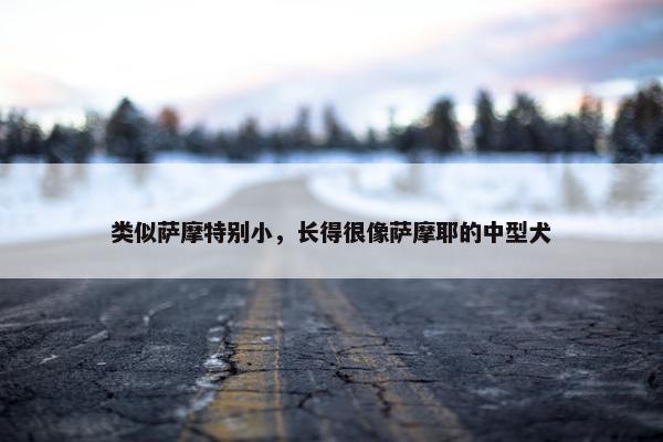 类似萨摩特别小，长得很像萨摩耶的中型犬