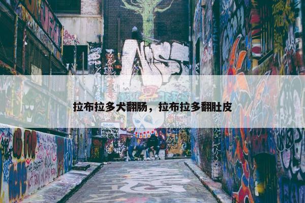 拉布拉多犬翻肠，拉布拉多翻肚皮