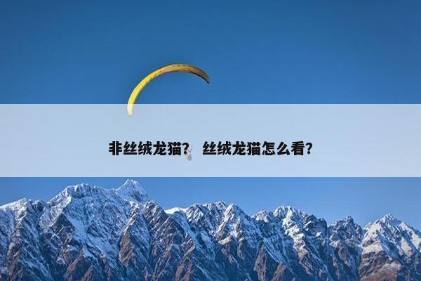 非丝绒龙猫？ 丝绒龙猫怎么看？