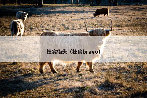 杜宾街头（杜宾bravo）