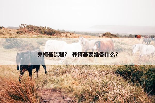 养柯基流程？ 养柯基要准备什么？