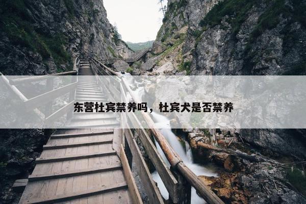 东营杜宾禁养吗，杜宾犬是否禁养