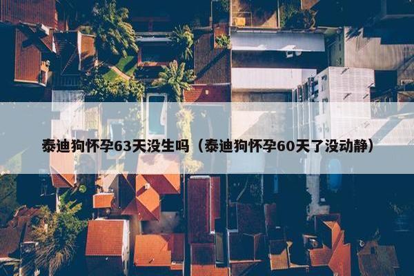 泰迪狗怀孕63天没生吗（泰迪狗怀孕60天了没动静）