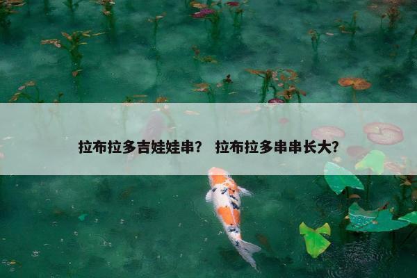 拉布拉多吉娃娃串？ 拉布拉多串串长大？