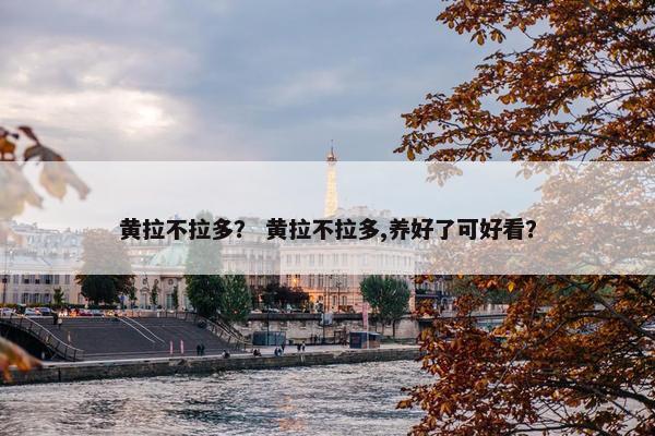 黄拉不拉多？ 黄拉不拉多,养好了可好看？