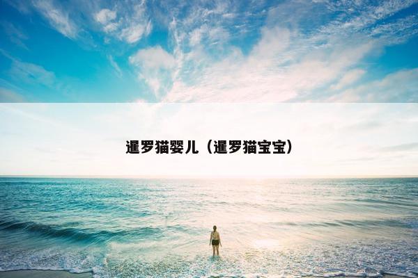 暹罗猫婴儿（暹罗猫宝宝）