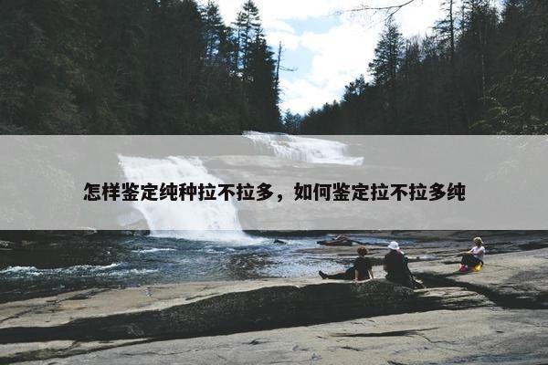 怎样鉴定纯种拉不拉多，如何鉴定拉不拉多纯
