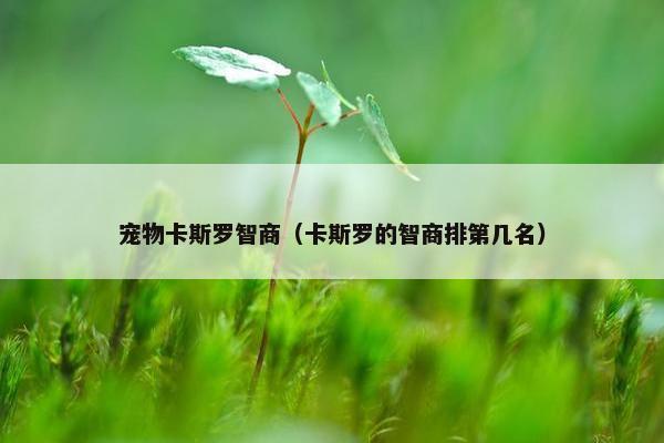 宠物卡斯罗智商（卡斯罗的智商排第几名）