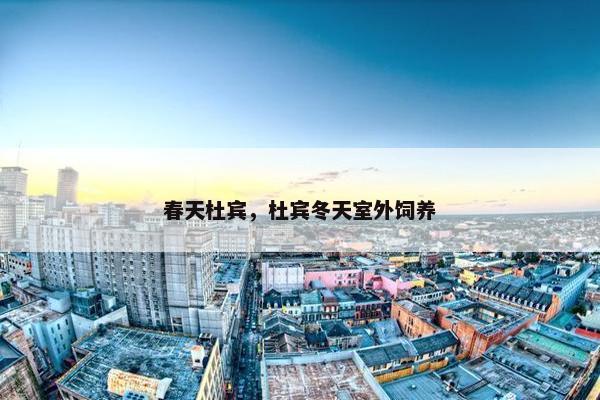 春天杜宾，杜宾冬天室外饲养