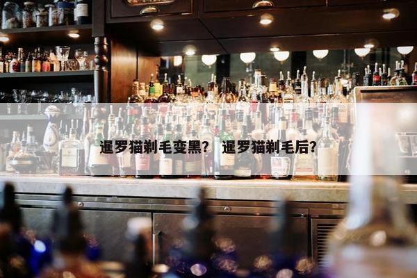 暹罗猫剃毛变黑？ 暹罗猫剃毛后？