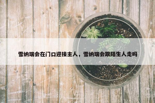 雪纳瑞会在门口迎接主人，雪纳瑞会跟陌生人走吗