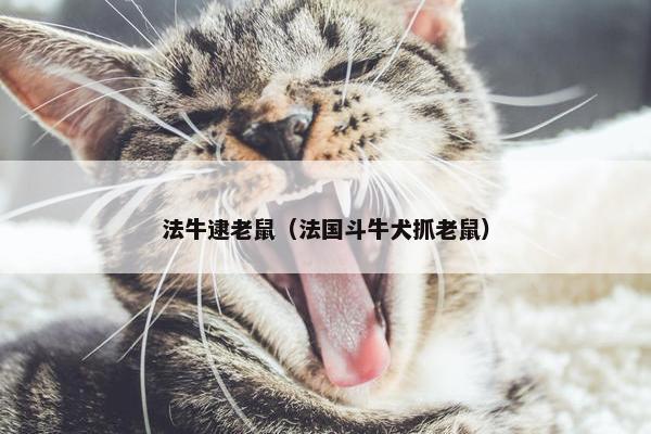 法牛逮老鼠（法国斗牛犬抓老鼠）
