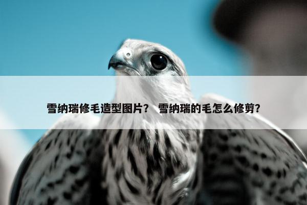 雪纳瑞修毛造型图片？ 雪纳瑞的毛怎么修剪？