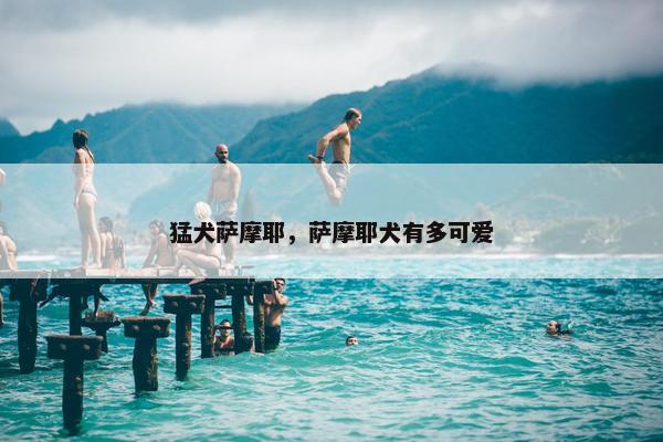 猛犬萨摩耶，萨摩耶犬有多可爱