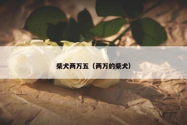 柴犬两万五（两万的柴犬）