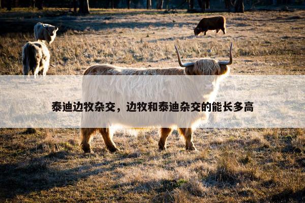 泰迪边牧杂交，边牧和泰迪杂交的能长多高