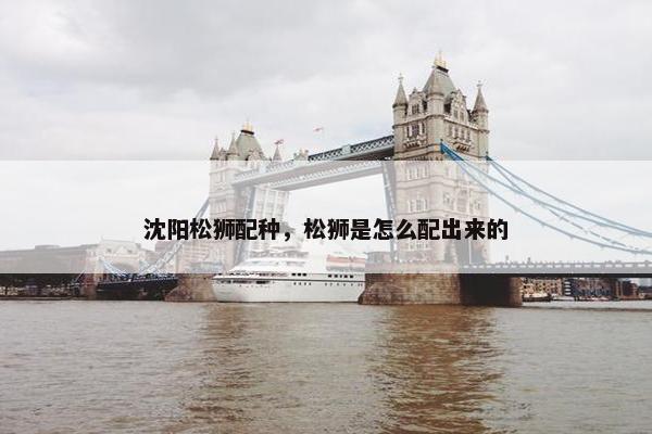 沈阳松狮配种，松狮是怎么配出来的
