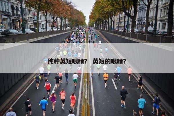 纯种英短眼睛？ 英短的眼睛？