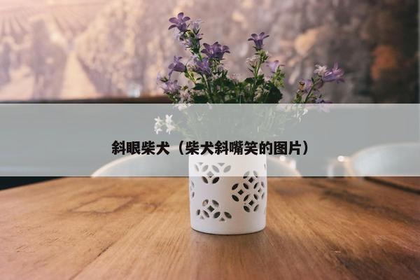 斜眼柴犬（柴犬斜嘴笑的图片）