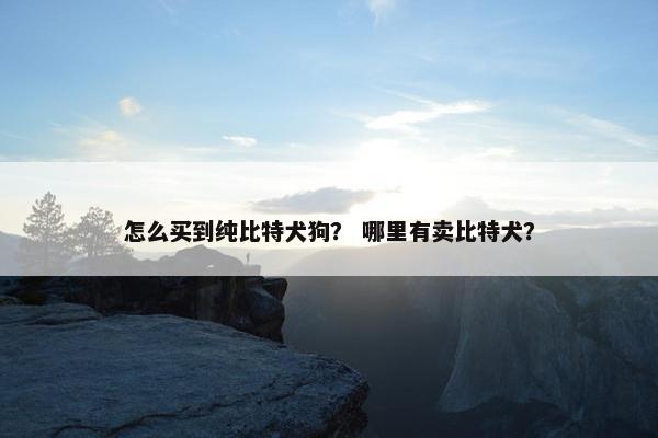 怎么买到纯比特犬狗？ 哪里有卖比特犬？