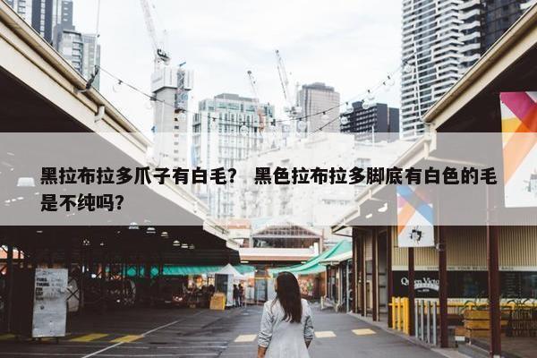 黑拉布拉多爪子有白毛？ 黑色拉布拉多脚底有白色的毛是不纯吗？
