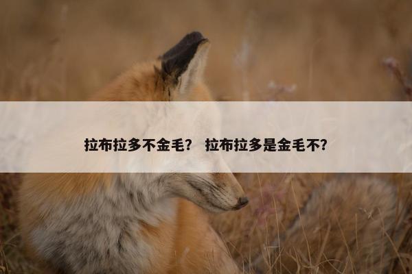 拉布拉多不金毛？ 拉布拉多是金毛不？
