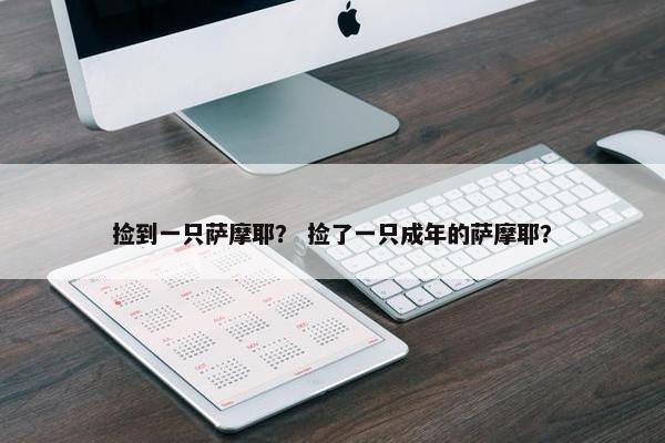 捡到一只萨摩耶？ 捡了一只成年的萨摩耶？